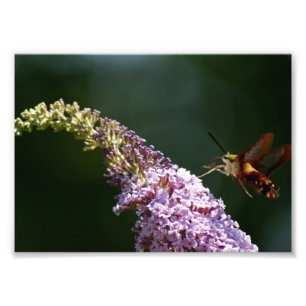 Impression Photo Mite de colibri épreuve photographique 7 x 5
