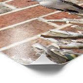 Impression Photo Mocking Bird sur Bush devant la construction de br (Coin)