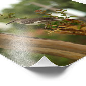 Impression Photo Mockingbird dans un myrte crêpe (Coin)
