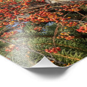 Impression Photo Mockingbird Et Virginia Creeper (Coin)