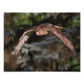 Impression Photo Mode attaque Buse à queue rouge (Devant)