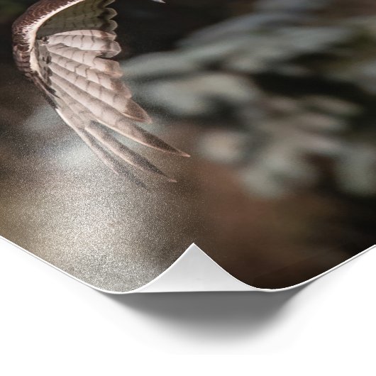 Impression Photo Mode attaque Buse à queue rouge (Coin)