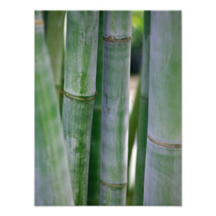 Impression Photo Modèle customisé par arrière - plan en bambou
