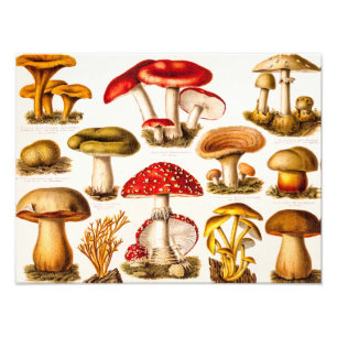 Impression Photo Modèle de variété de champignons vintage des année