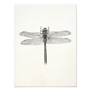 Impression Photo Modèle de vol de dragonfly dragon vintage américai