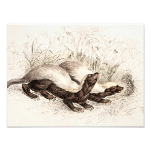 Impression Photo Modèle vintage de ruche d'abeille de blaireau de