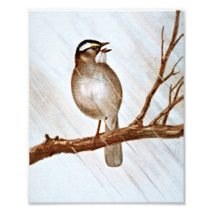Impression Photo Moineau Throated blanc