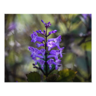 Impression Photo Mona Lavender