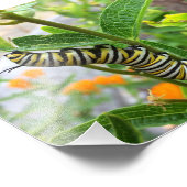 Impression Photo Monarch Caterpillar (Coin)