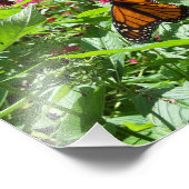 Impression Photo Monarque Butterflies (Coin)
