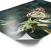 Impression Photo Monarque En Attente (Coin)