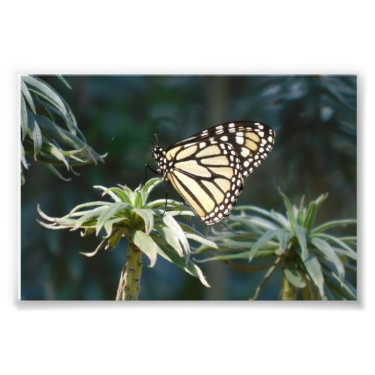 Impression Photo Monarque En Attente (Devant)