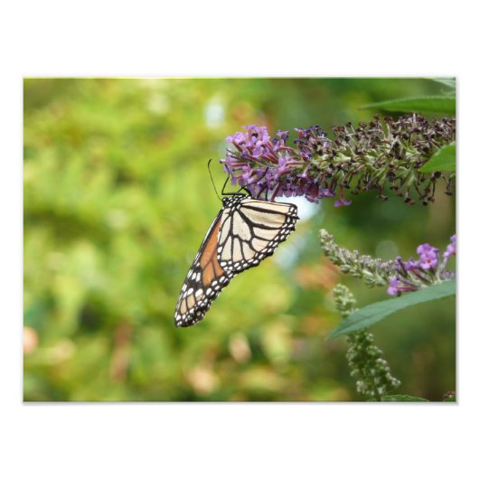 Impression Photo Monarque sur Buddleia (Devant)