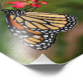 Impression Photo Monarque sur les fleurs de Penta (Coin)