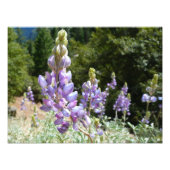 Impression Photo Mont Lupins (Devant)