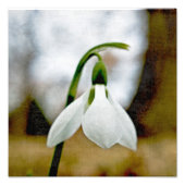 Impression Photo Moody Snowdrop (Devant)
