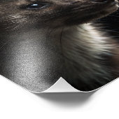 Impression Photo Mortimer "Morty" Quick - Pine Marten - (Coin)