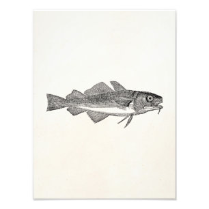 Impression Photo Morue commune de cru - modèle aquatique de