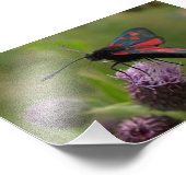Impression Photo Moth Burnet à cinq points (Coin)