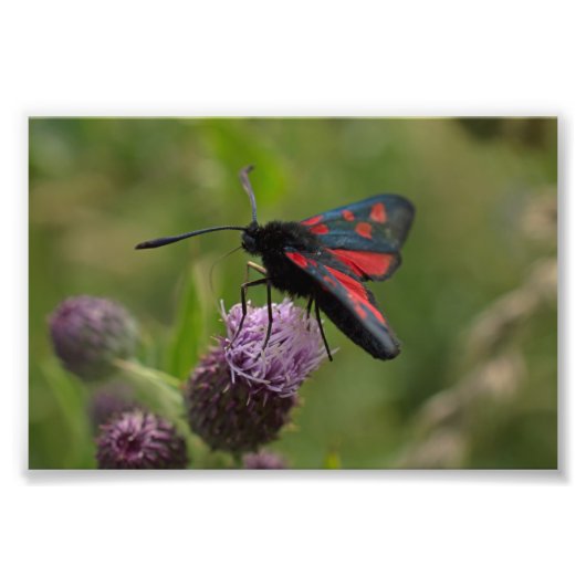 Impression Photo Moth Burnet à cinq points (Devant)