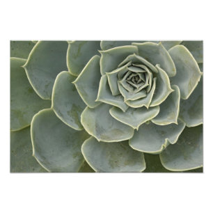 Impression Photo motif Cactus