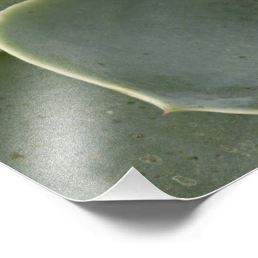 Impression Photo Motif Cactus (Coin)