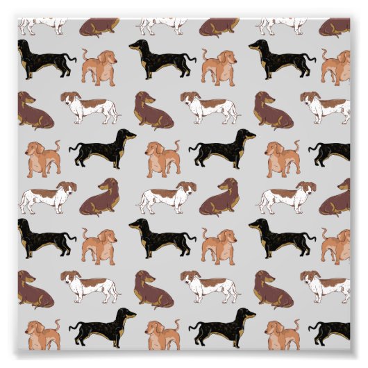 Impression Photo Motif chien Dachshund (Devant)