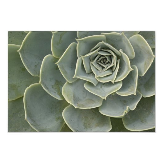 Impression Photo Motif de cactus (Devant)