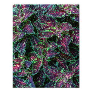 Impression Photo Motif de feuilles de Coleus vibrant.