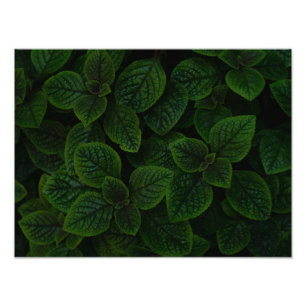 Impression Photo Motif de feuilles texturées vert émeraude foncé
