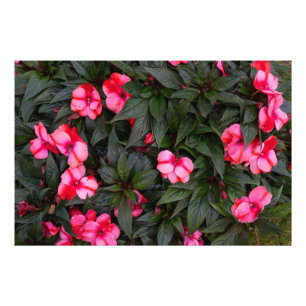 Impression Photo Motif de fleurs d'impatiens de Nouvelle-Guinée ros