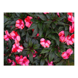 Impression Photo Motif de fleurs d'impatiens de Nouvelle-Guinée ros