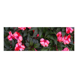 Impression Photo Motif de fleurs d'impatiens de Nouvelle-Guinée ros