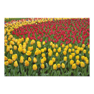 Impression Photo Motif de jardin de tulipes, Jardins de Keukenhof,