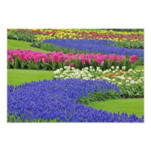 Impression Photo Motif de l'Hyacinthe des raisins, des tulipes et 3