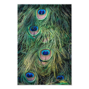 Impression Photo Motif de plume de paon