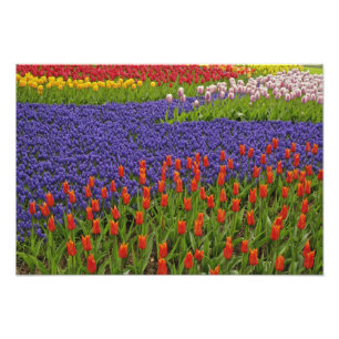 Impression Photo Motif de tulipes et de fleurs de jacinthe des vign