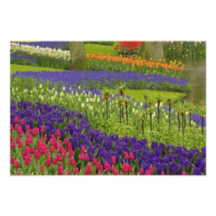 Impression Photo Motif de tulipes jacinthe et muscari