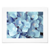 Impression Photo Motif doux bleu Hydrangea (Devant)