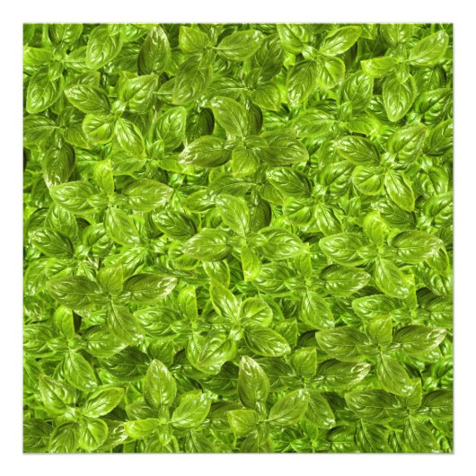 Impression Photo Motif Feuille Basil (Devant)