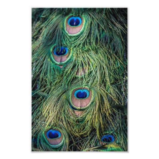 Impression Photo Motif Peacock Feather (Devant)