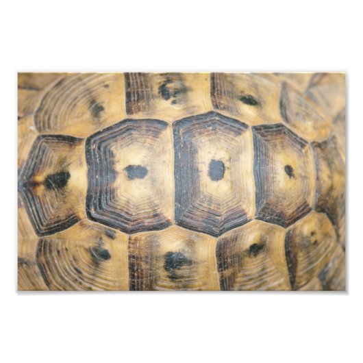 Impression Photo Motif Tortoise Shell (Devant)