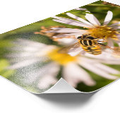 Impression Photo Mouche volante (Coin)