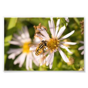 Impression Photo Mouche volante