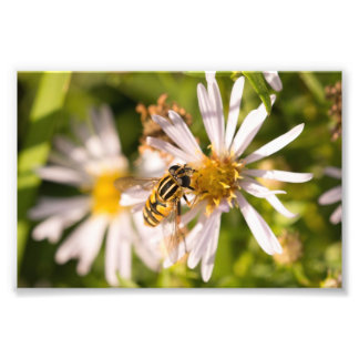 Impression Photo Mouche volante