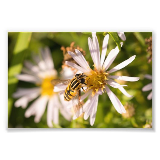 Impression Photo Mouche volante (Devant)