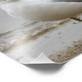 Impression Photo Mouette à la plage Imprimer 8x10 (Coin)