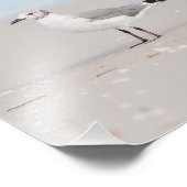 Impression Photo Mouette avec mer bleue et coquillages Arrière - pl (Coin)