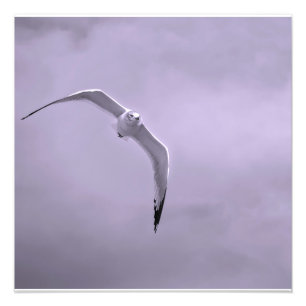 Impression Photo Mouette en vol noir et blanc