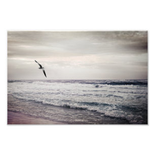 Impression Photo Mouette grise sur la plage